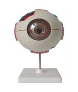 Human Eye Model